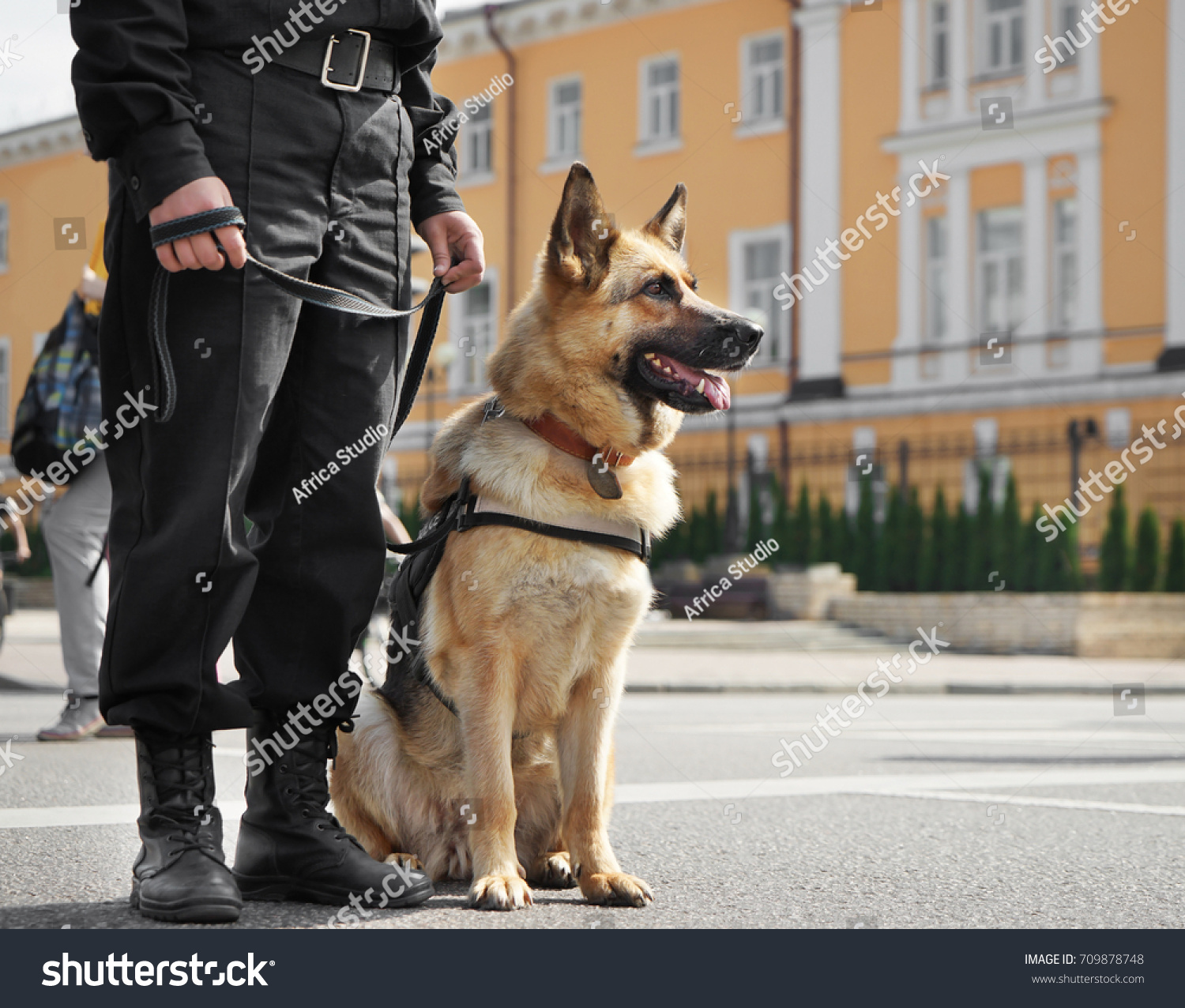 Smart police dog sitting outdoors #709878748