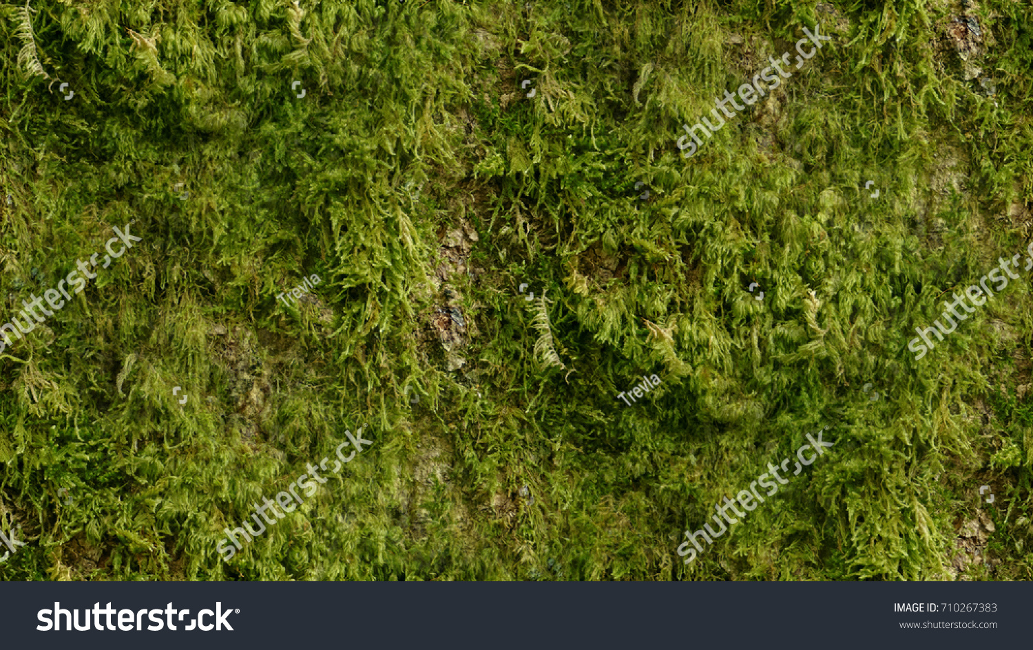 Moss Seamless Texture #710267383