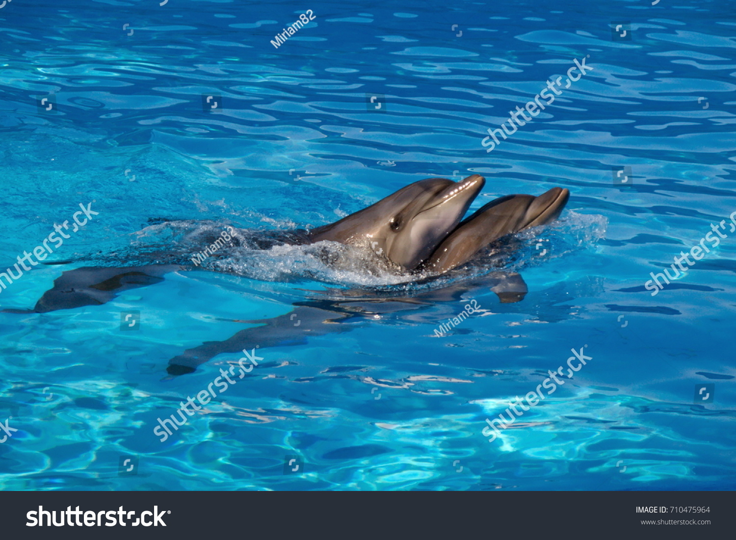 Two afalina dolphins #710475964