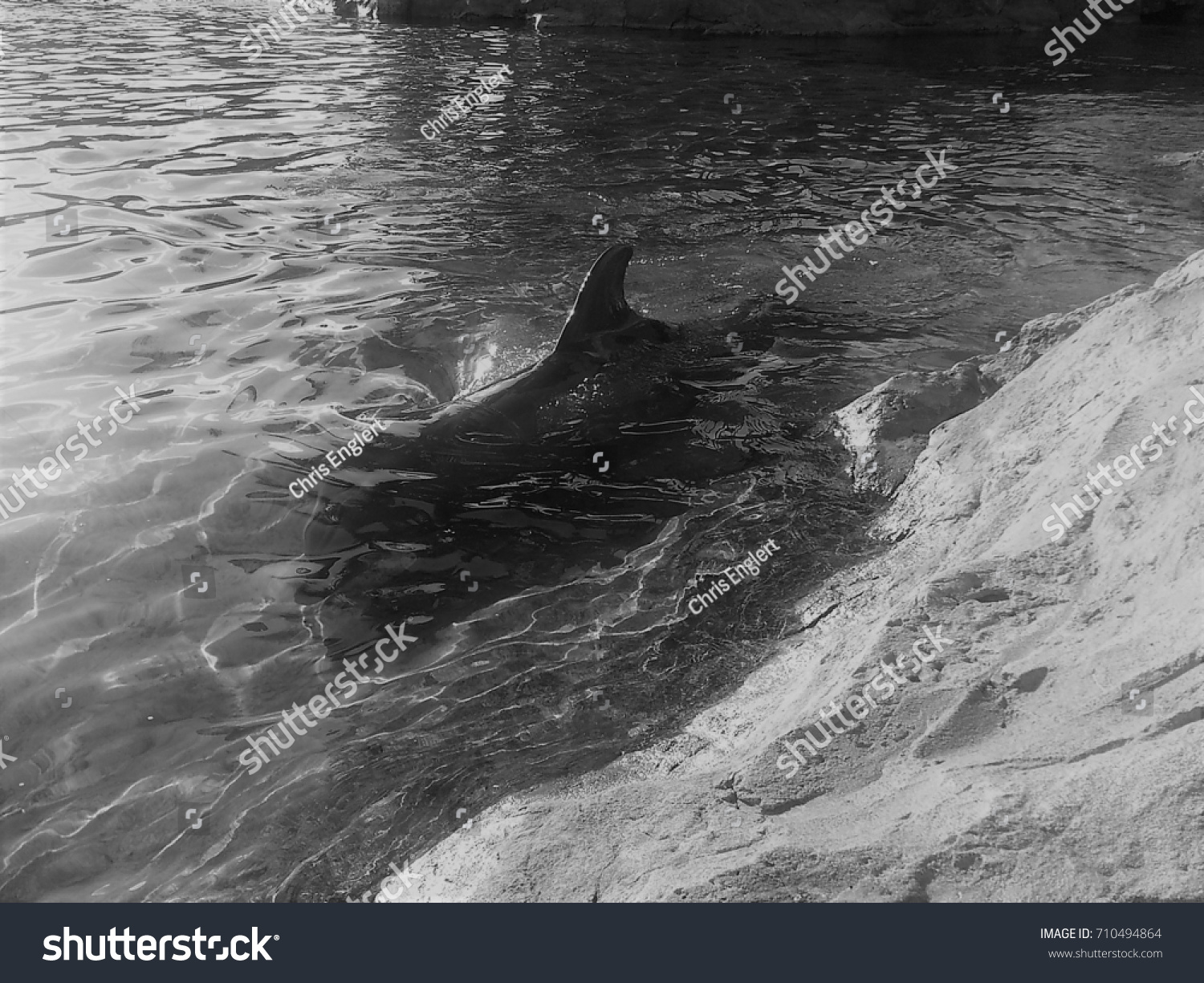 real dolphin in clear lagoon black and white #710494864