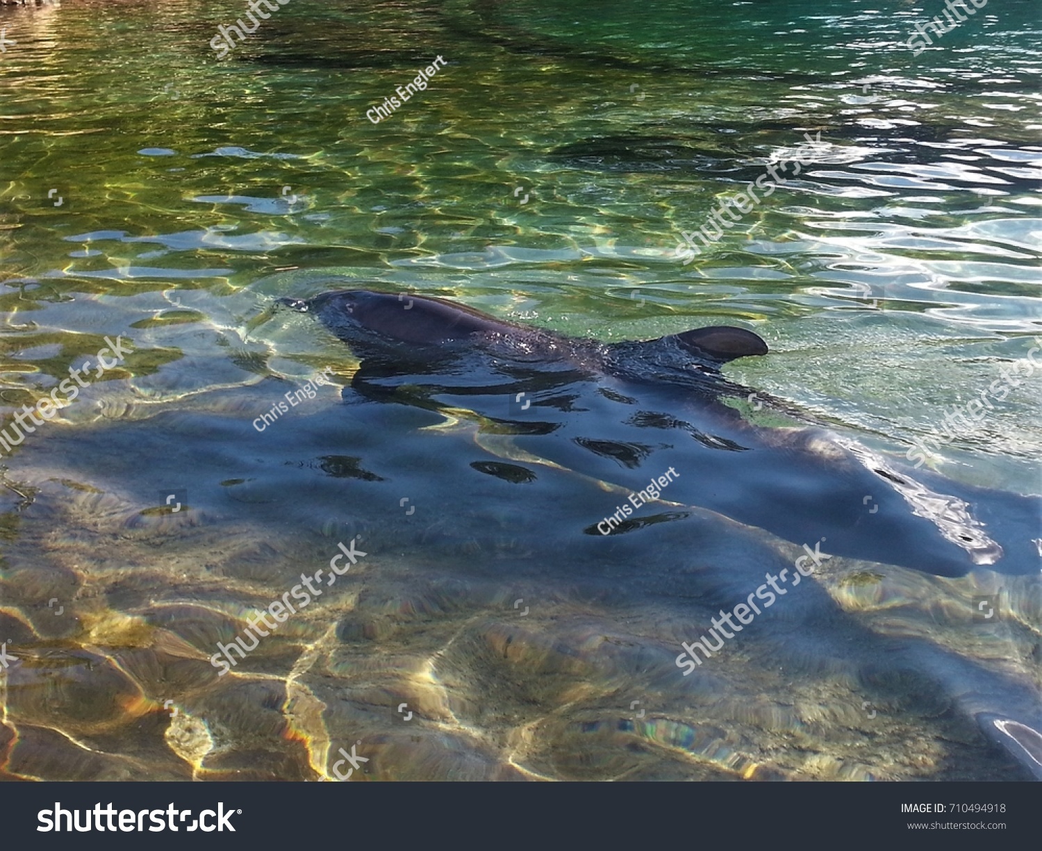 real dolphin in clear lagoon  #710494918