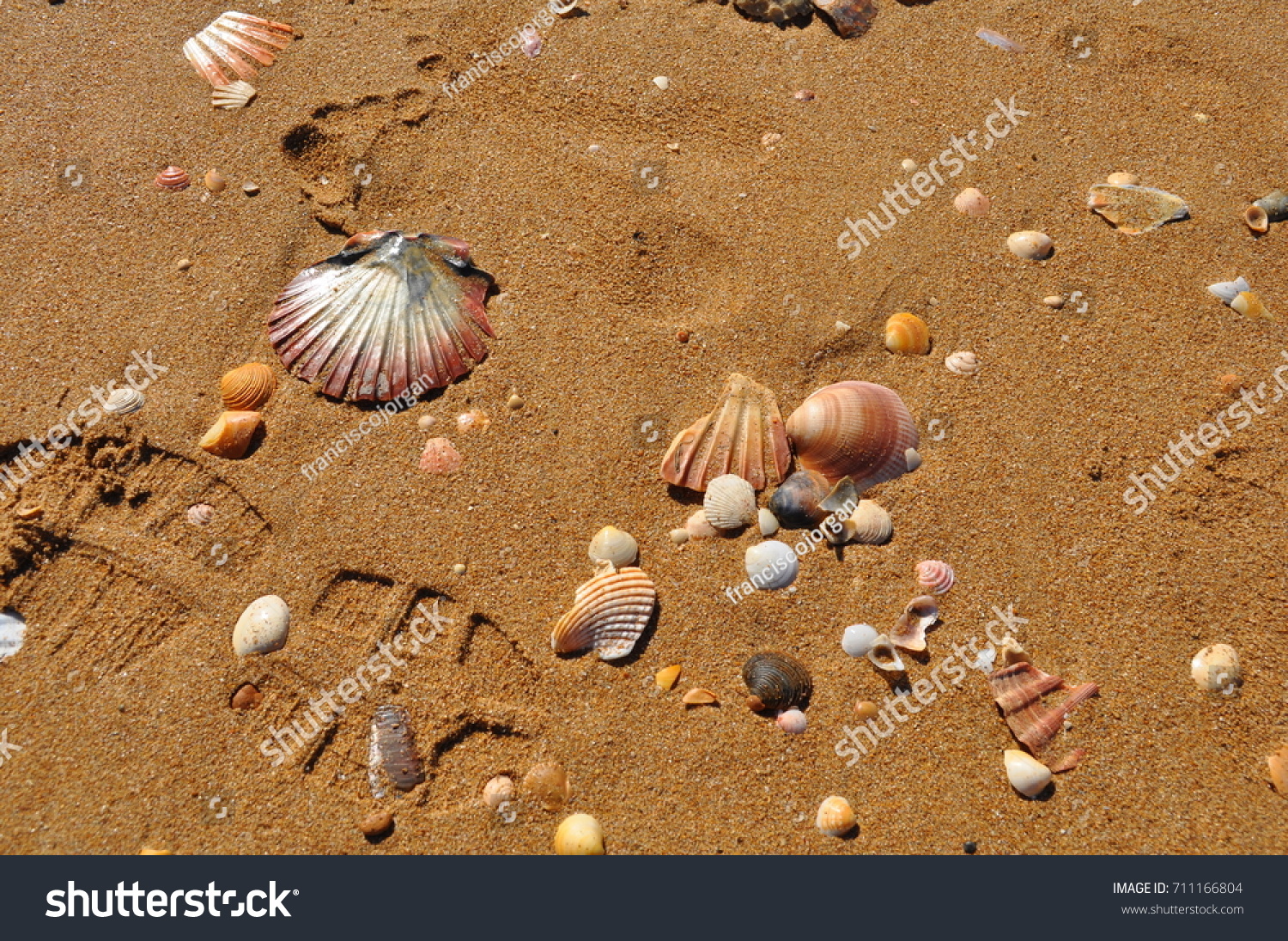 shell, sand, seashell #711166804