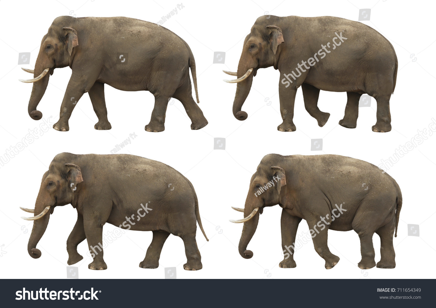 Indian elephant slowly walking on white screen, real shot, isolated with clipping path, perfect for digital composition, posters, matte painting #711654349