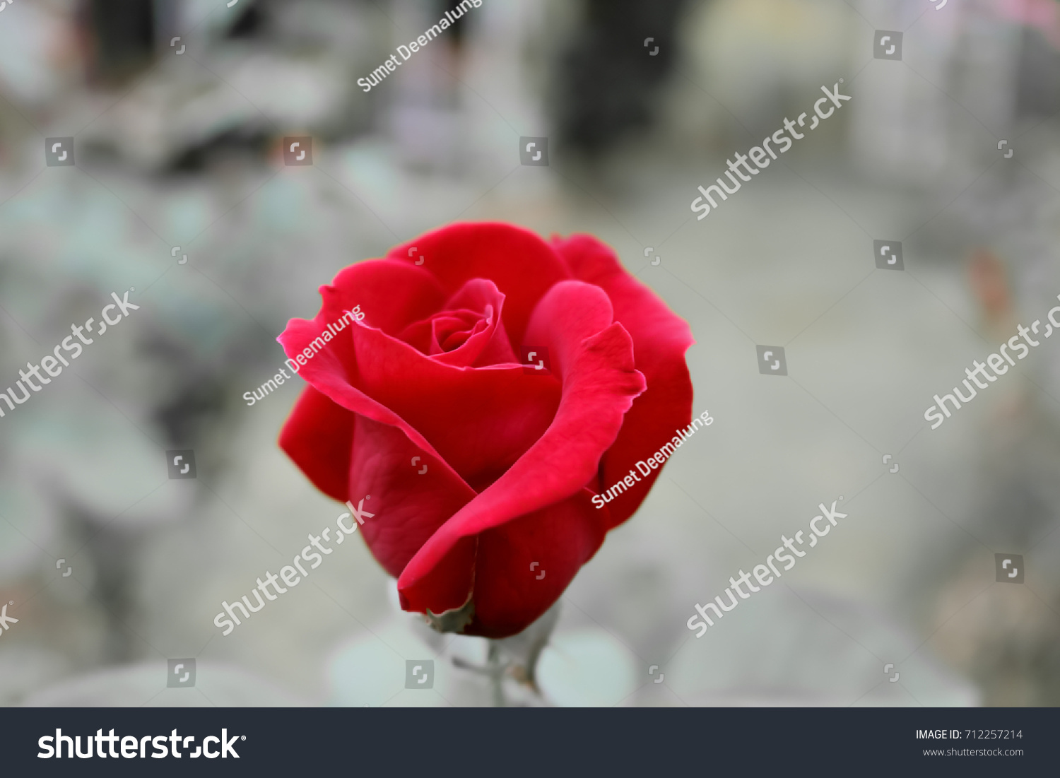Red rose.Roses are one of the most popular flowers grown in Asia. People grow beautiful plants, decorate the garden, decorate the house, decorate the place, commercial planting, such as to extract per #712257214