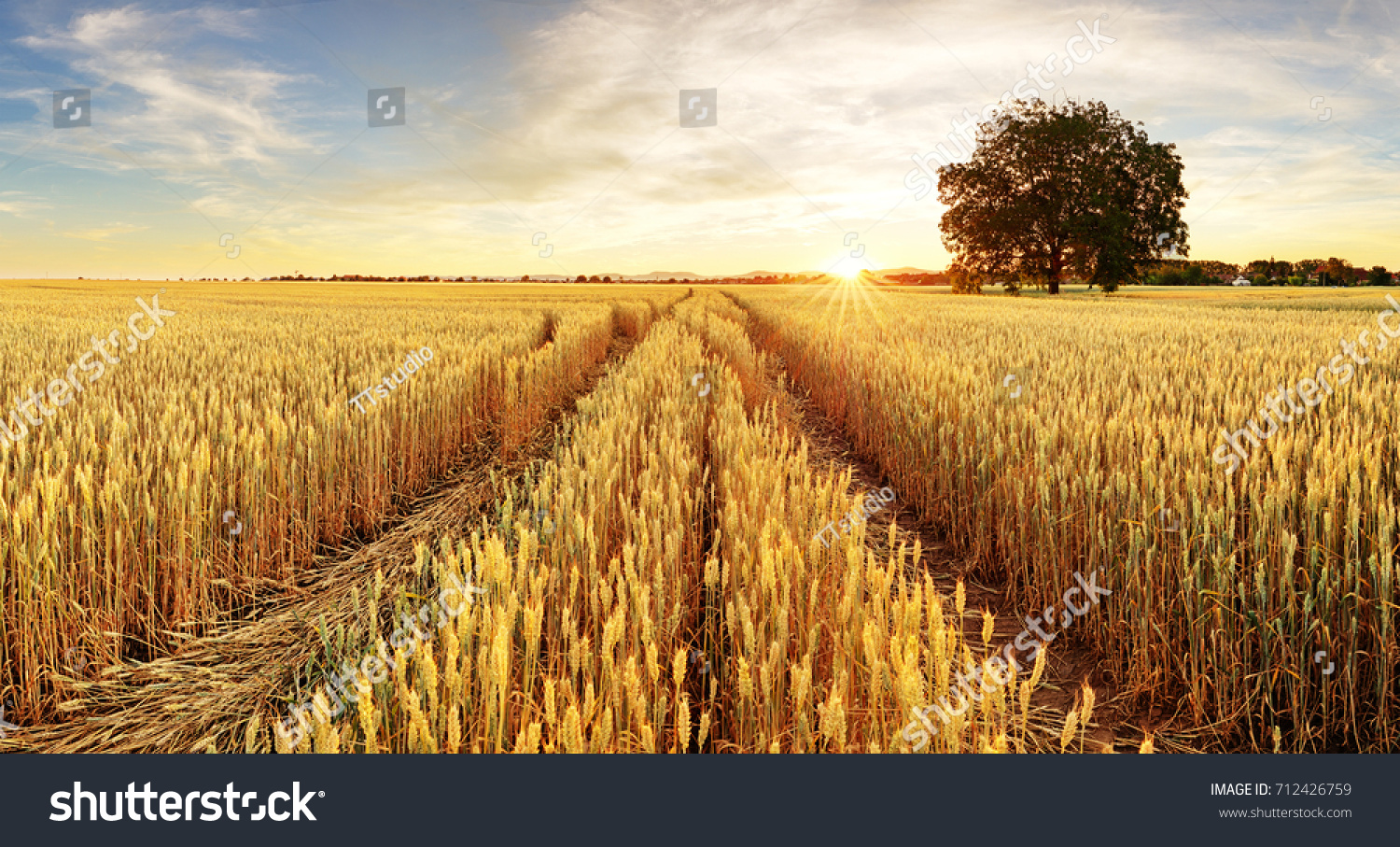 Tree and wheat field #712426759