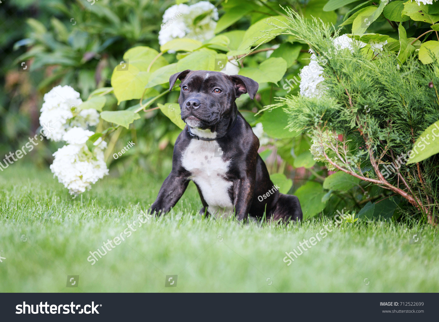 Portrait of english staffordshire dog. #712522699