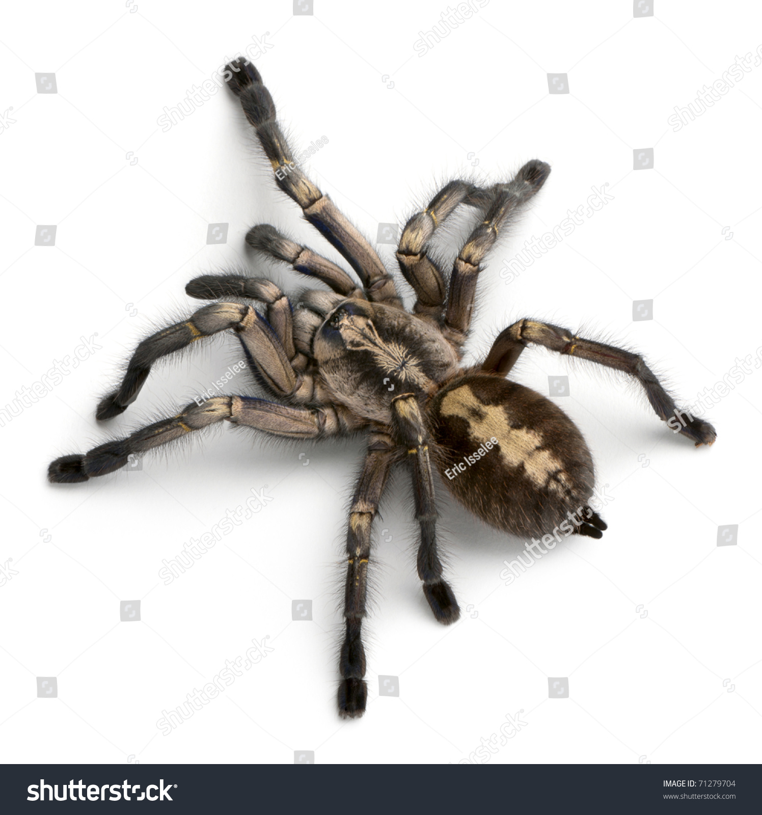 Tarantula spider, Poecilotheria Metallica, in front of white background #71279704