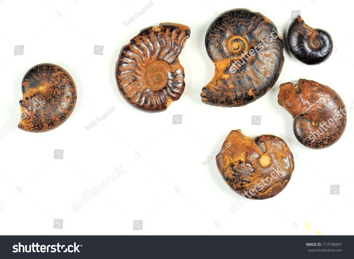 Ammonites fossils on a white background. 400 million years. Cretaceous-Devonian period. #713736847
