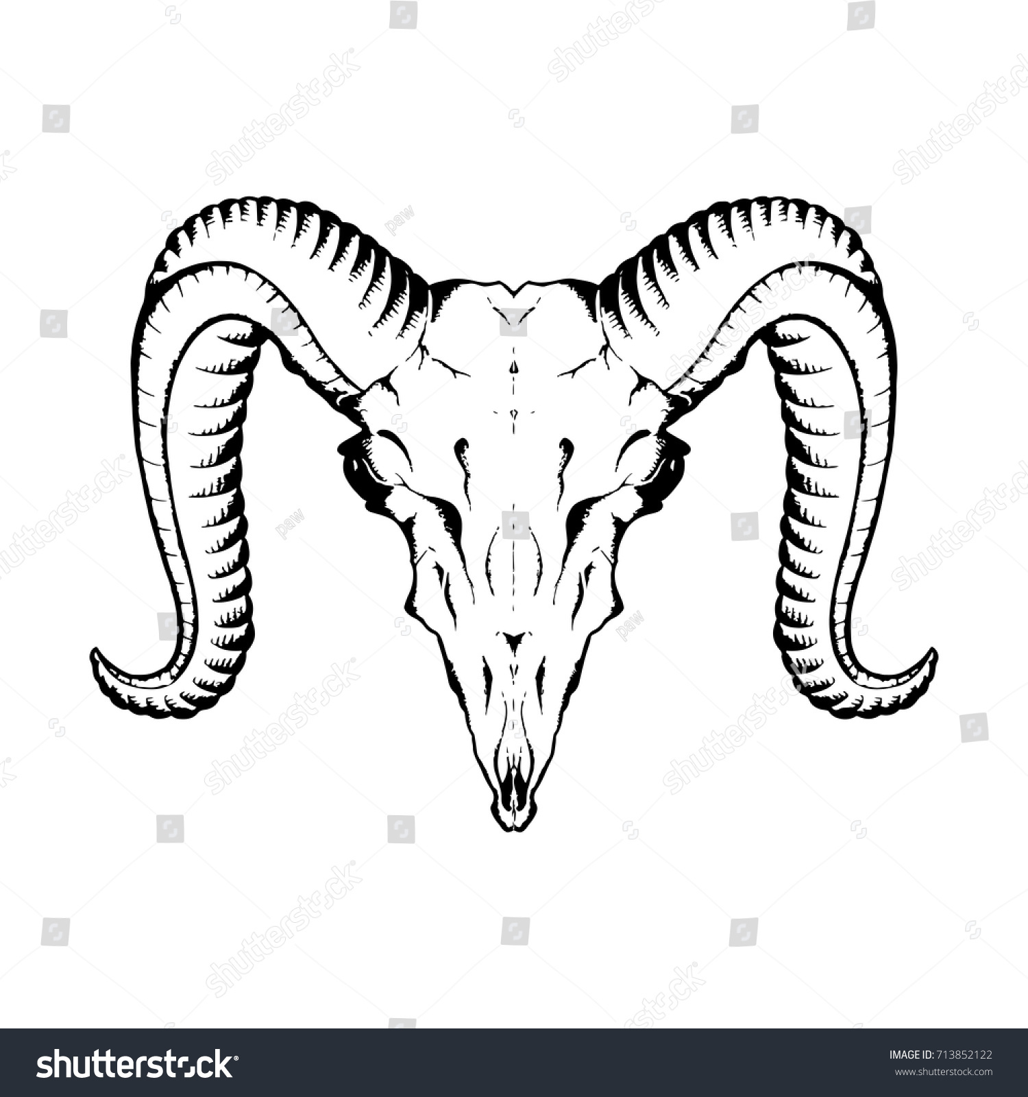 Hand drawn sketch of antelope skull, vector - Royalty Free Stock Vector ...