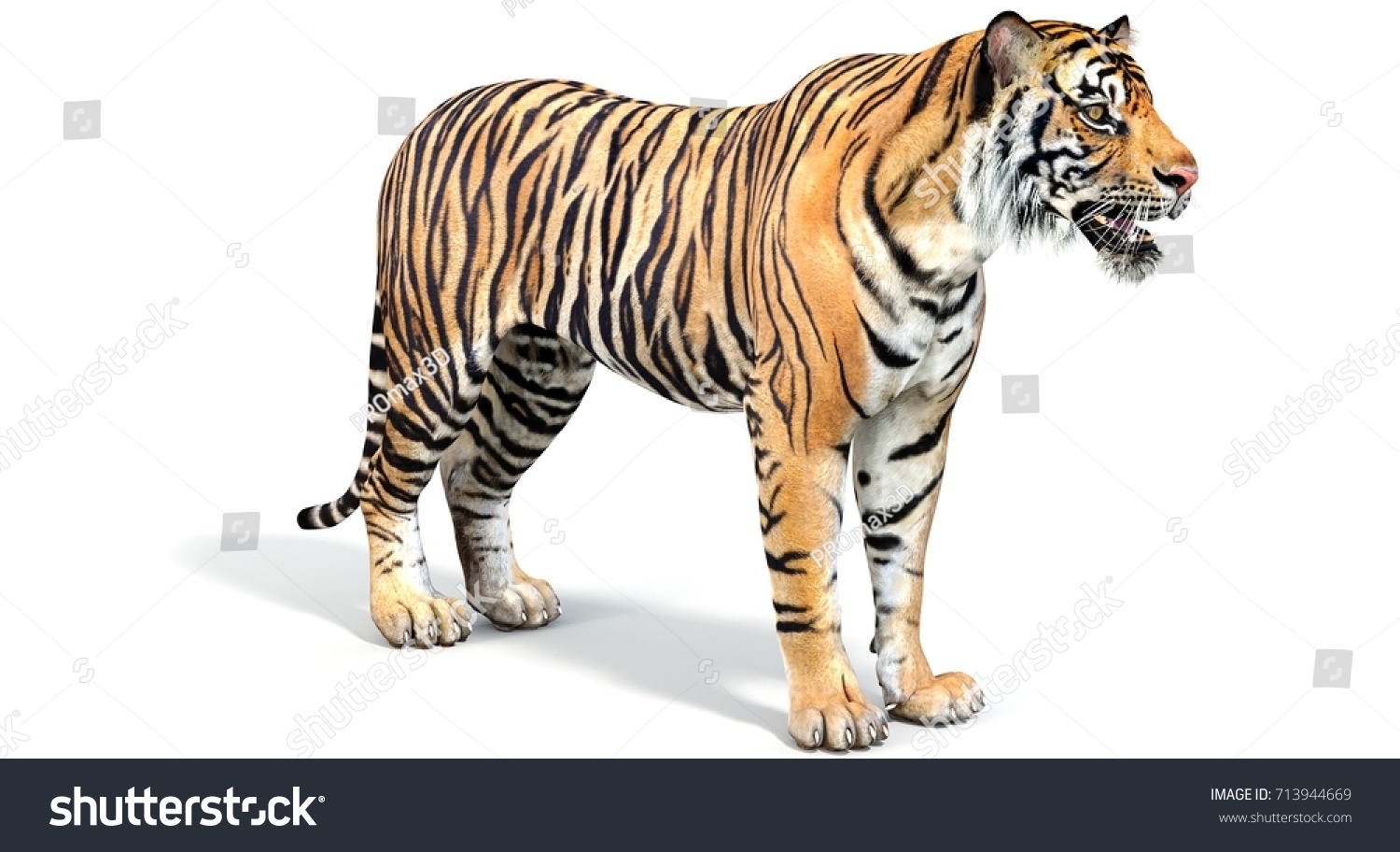 Tiger (3d) #713944669