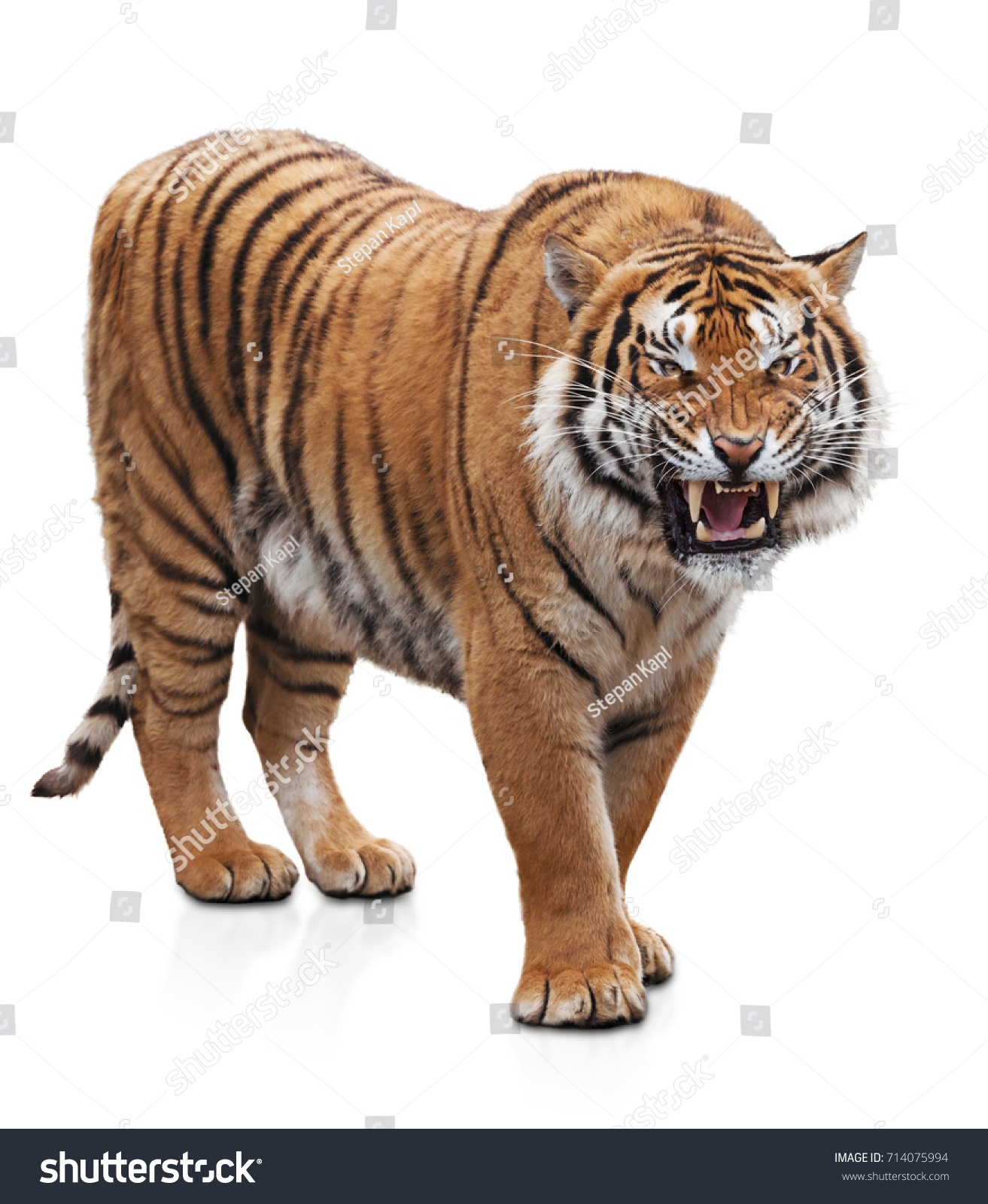 Furious tiger #714075994