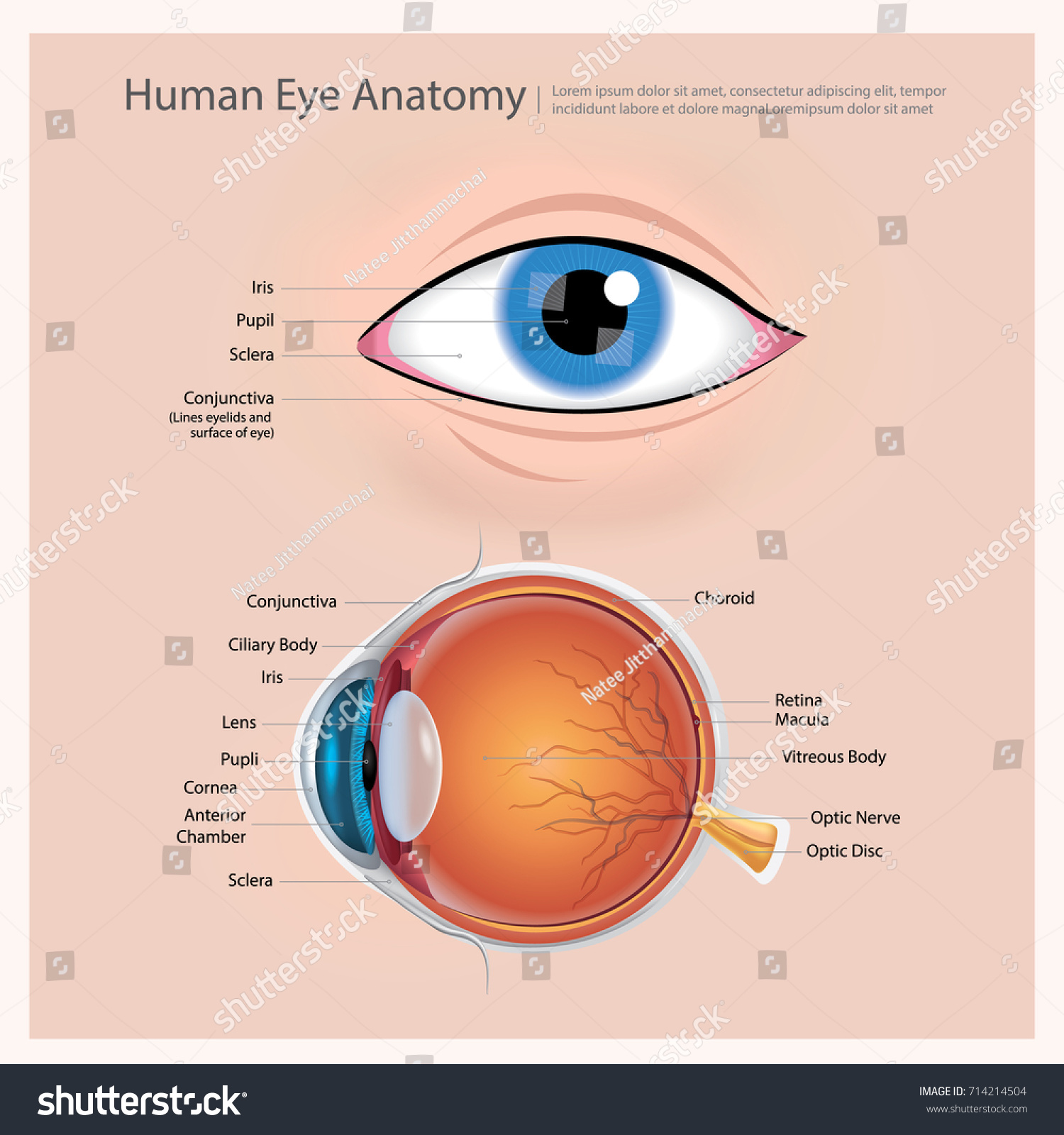 Human Eye Anatomy Vector Illustration - Royalty Free Stock Vector ...