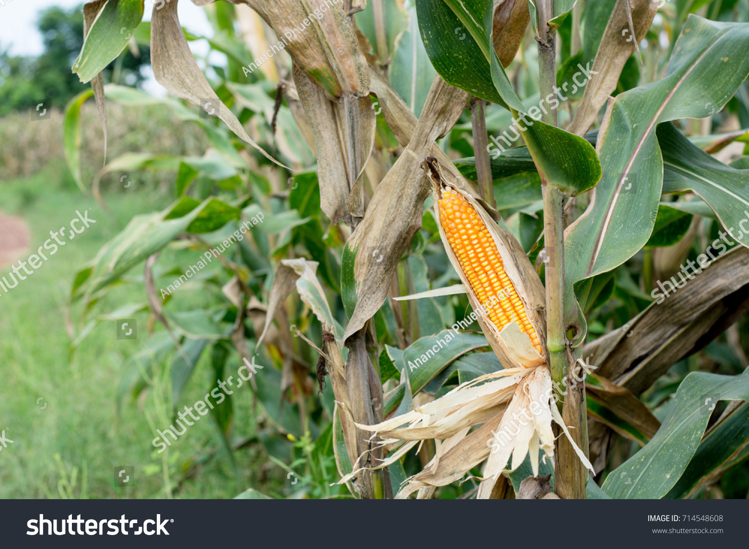 Corn farm #714548608