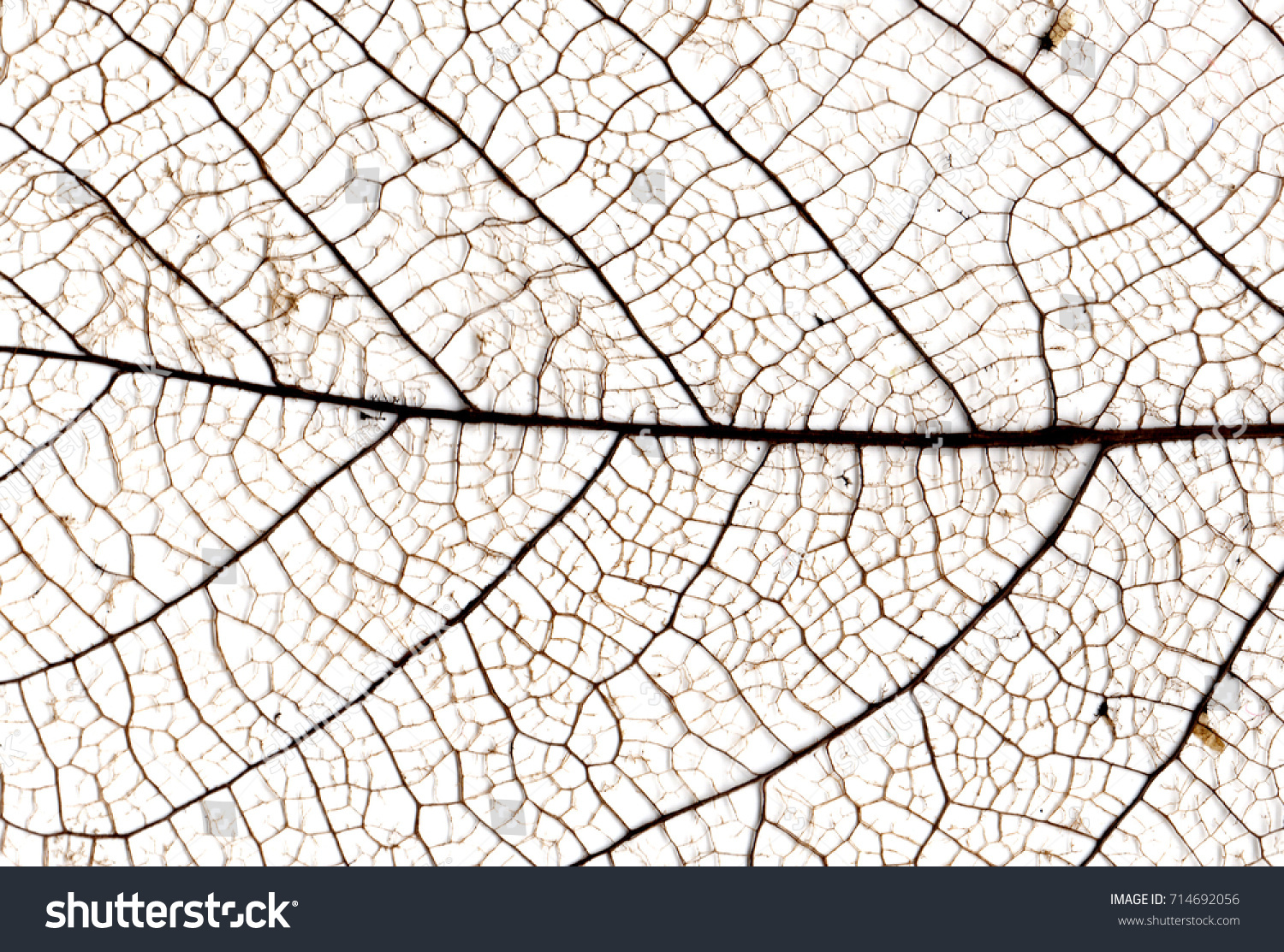 Close Up Leaf Structure Skeleton with Veins #714692056
