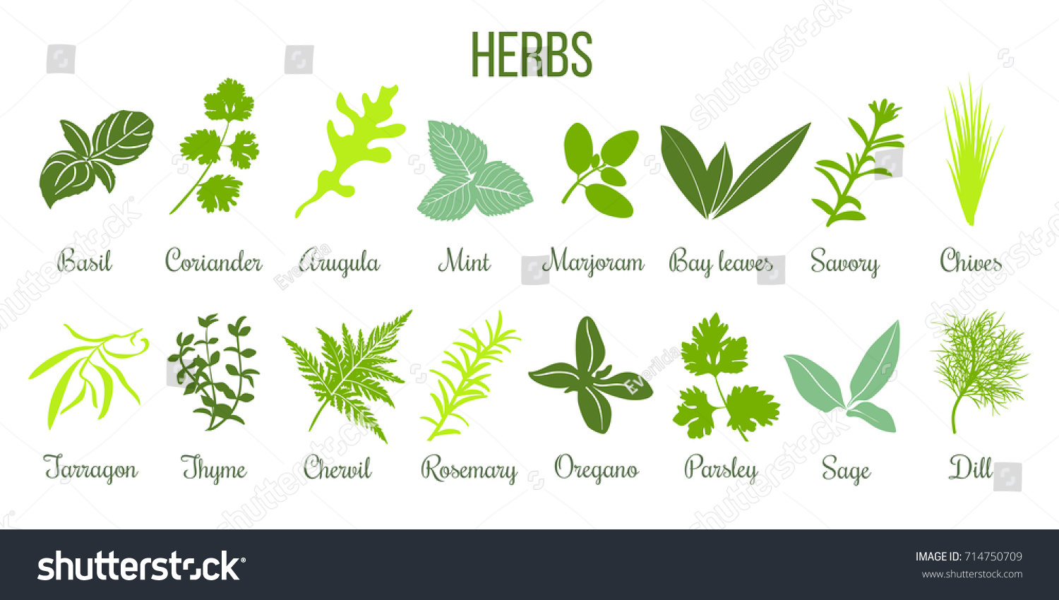 Big icon set of popular culinary herbs. Flat style. Basil, coriander, mint, rosemary, sage, basil, thyme, parsley etc. For cooking, cosmetics, store, health care, tag label, food design #714750709