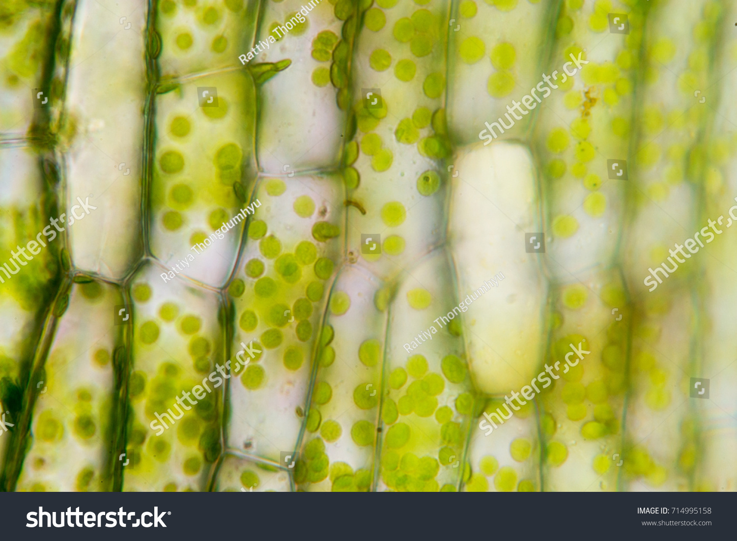 Cell structure Hydrilla, view of the leaf surface showing plant cells under the  microscope for classroom education. #714995158