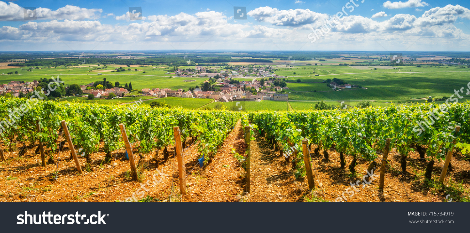 Vineyards of Burgundy, France  #715734919