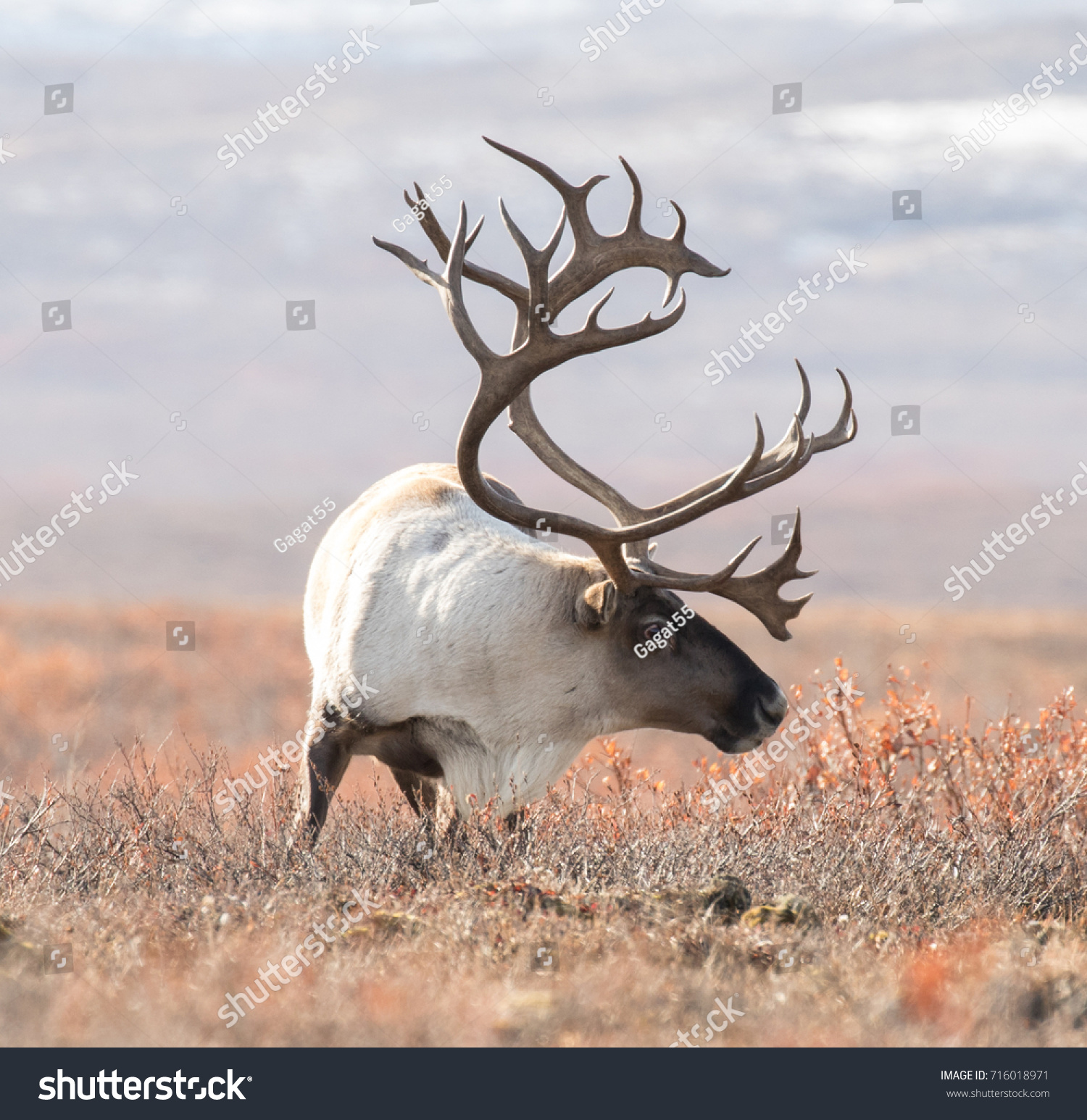 big caribou in alaska tundra #716018971