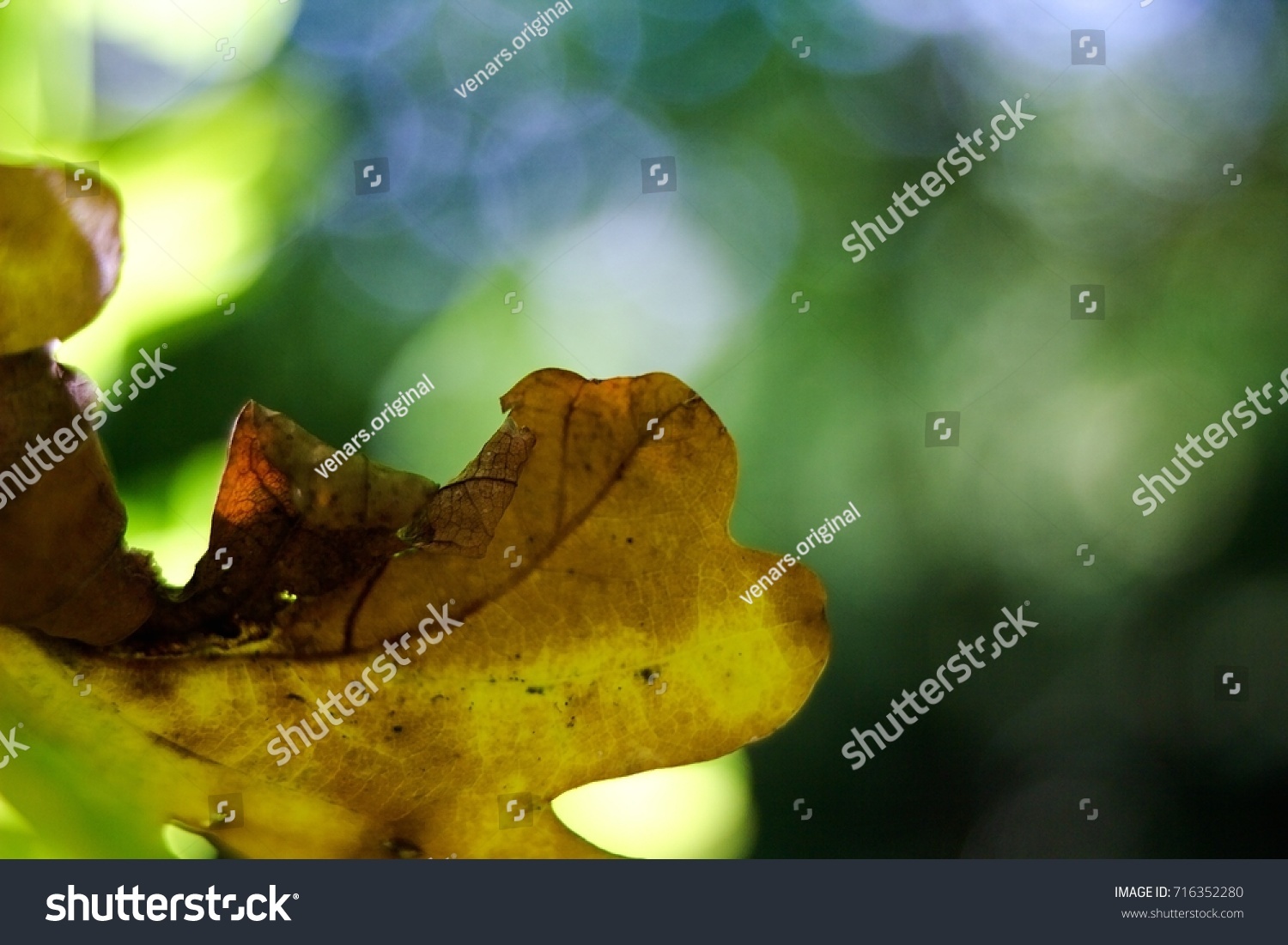 Dry leaf emblem comes autumn. #716352280
