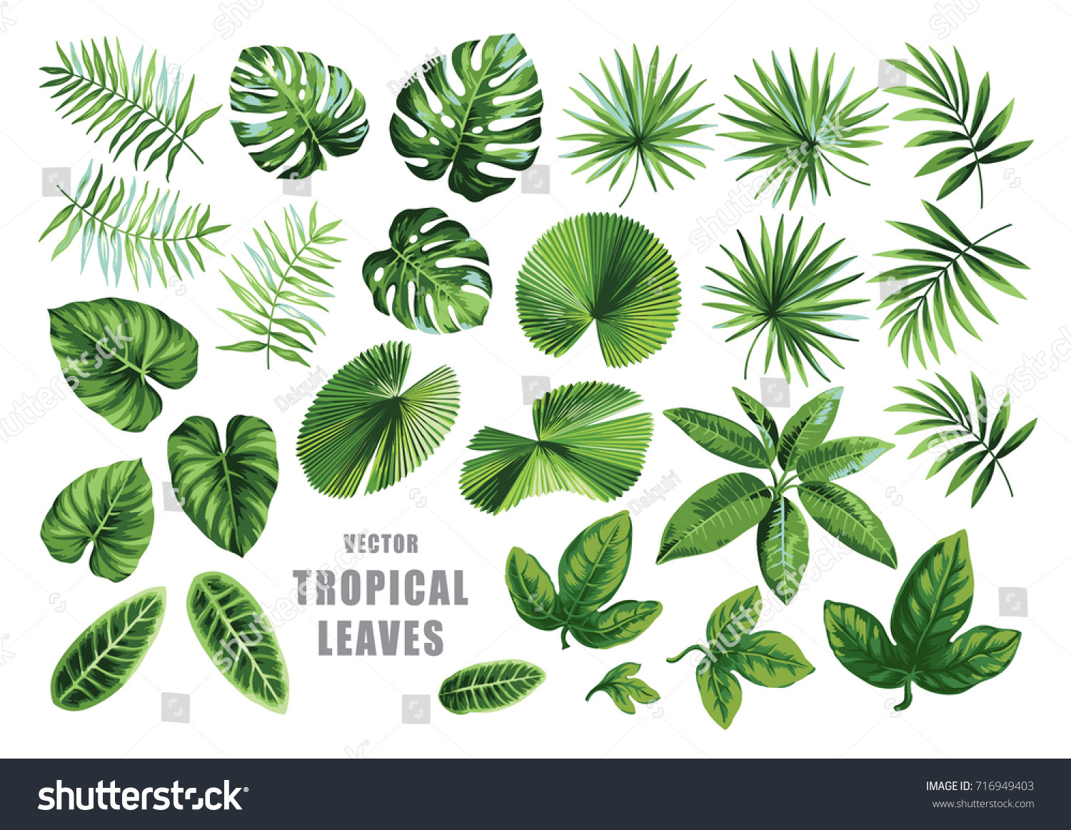 Tropical leaves collection. Vector isolated elements on the white background. #716949403