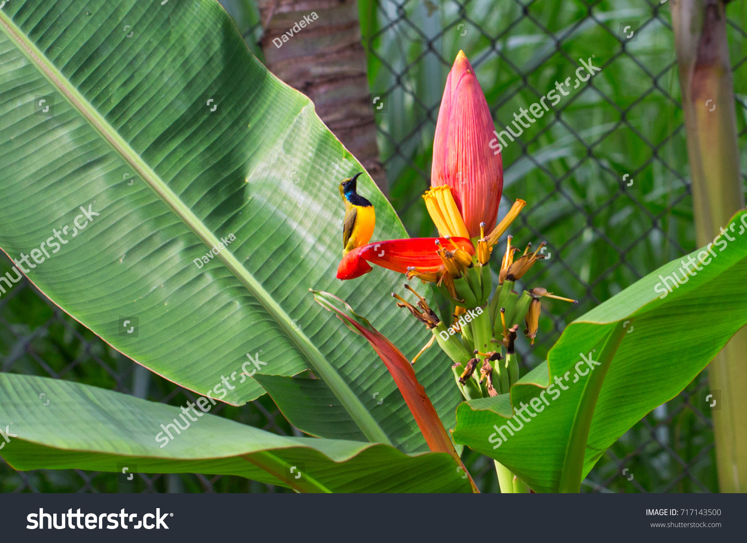 Tropical bird sings on banana flower. Olive-back sunbird male on exotic plant. Exotic nature photo for wallpaper or background. Small yellow bird with blue chest. Nectar drinking bird. Tropical fauna #717143500