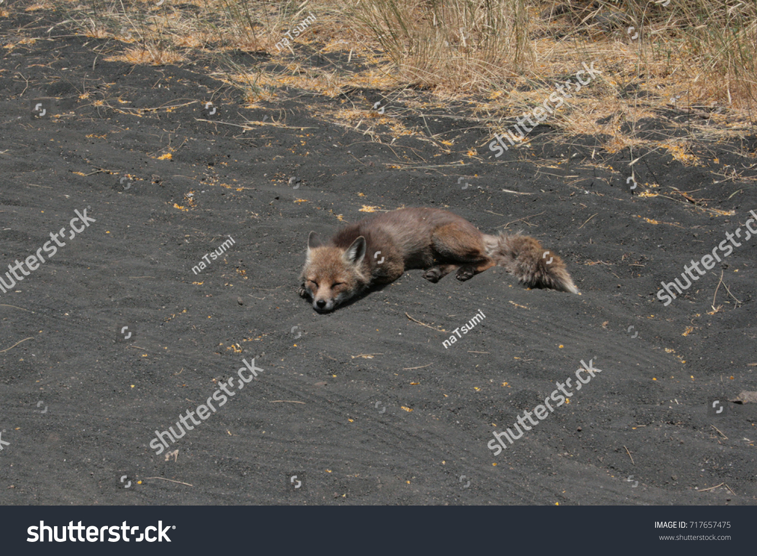 a fox is sleeping on the side of the road on the Mount Etna in the hot sicilian summer #717657475