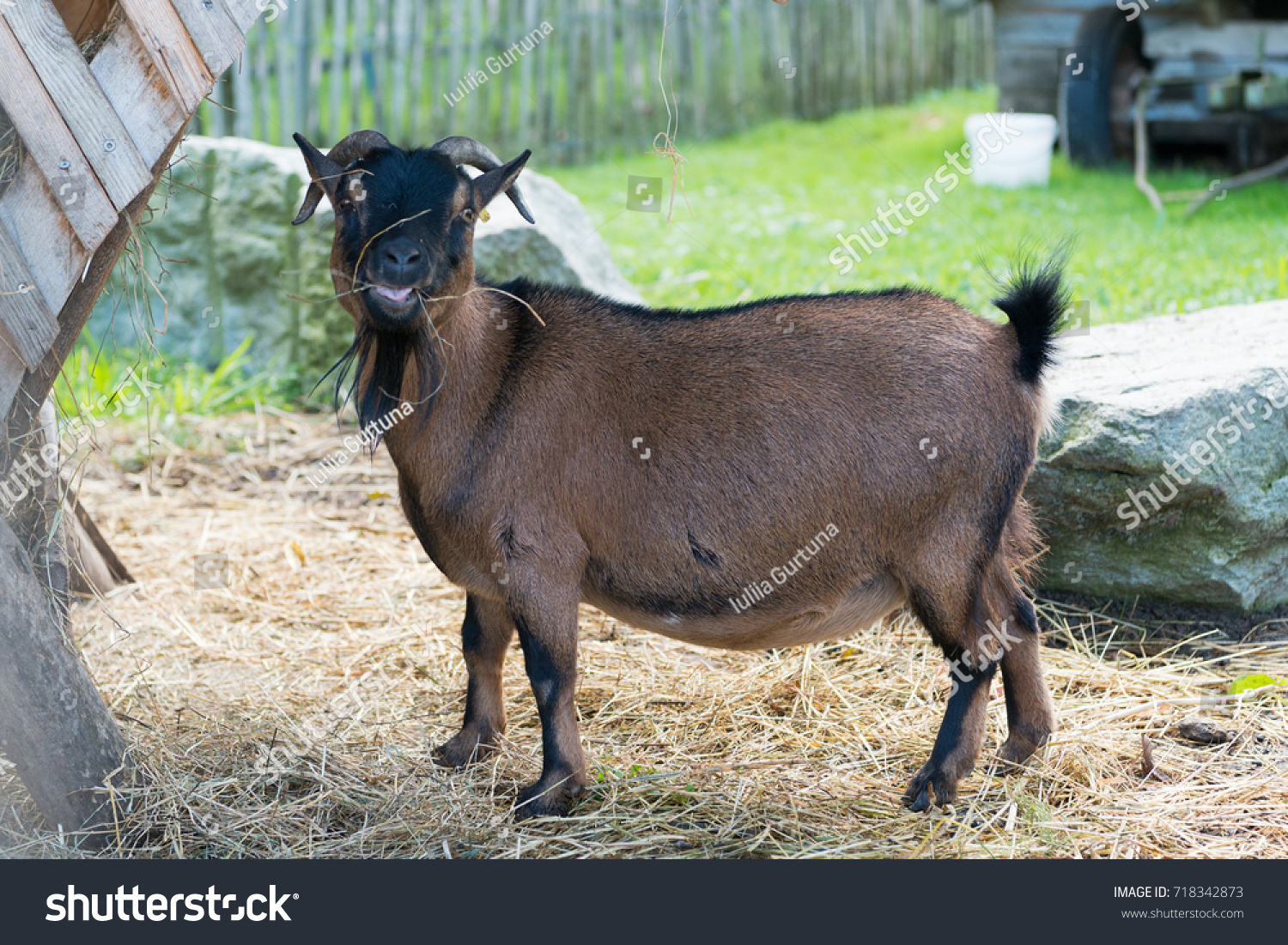 goat, goat at the zoo. #718342873