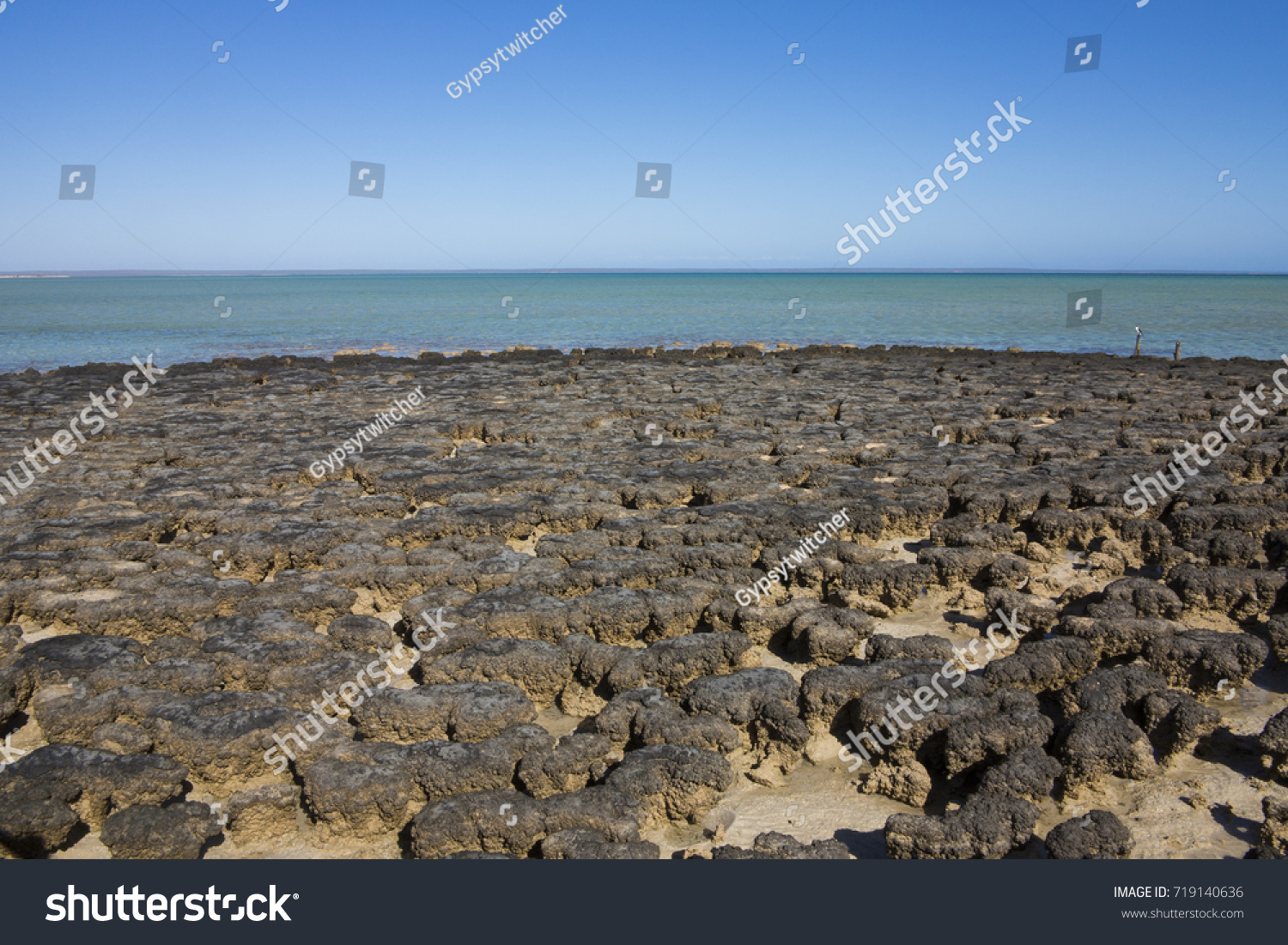 Stromatolites (Layered mounds, columns, and sheet-like sedimentary rocks. They were originally formed by the growth of layer upon layer of cyanobacteria, a single-celled photosynthesizing microbe) #719140636