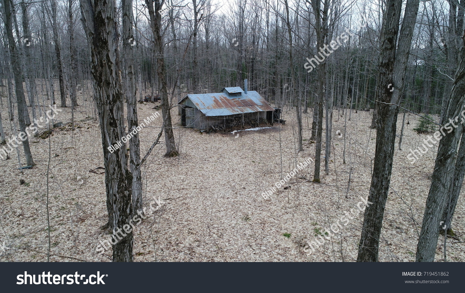 Rustic Old Maple Syrup Shack In The Woods In Early Spring #719451862