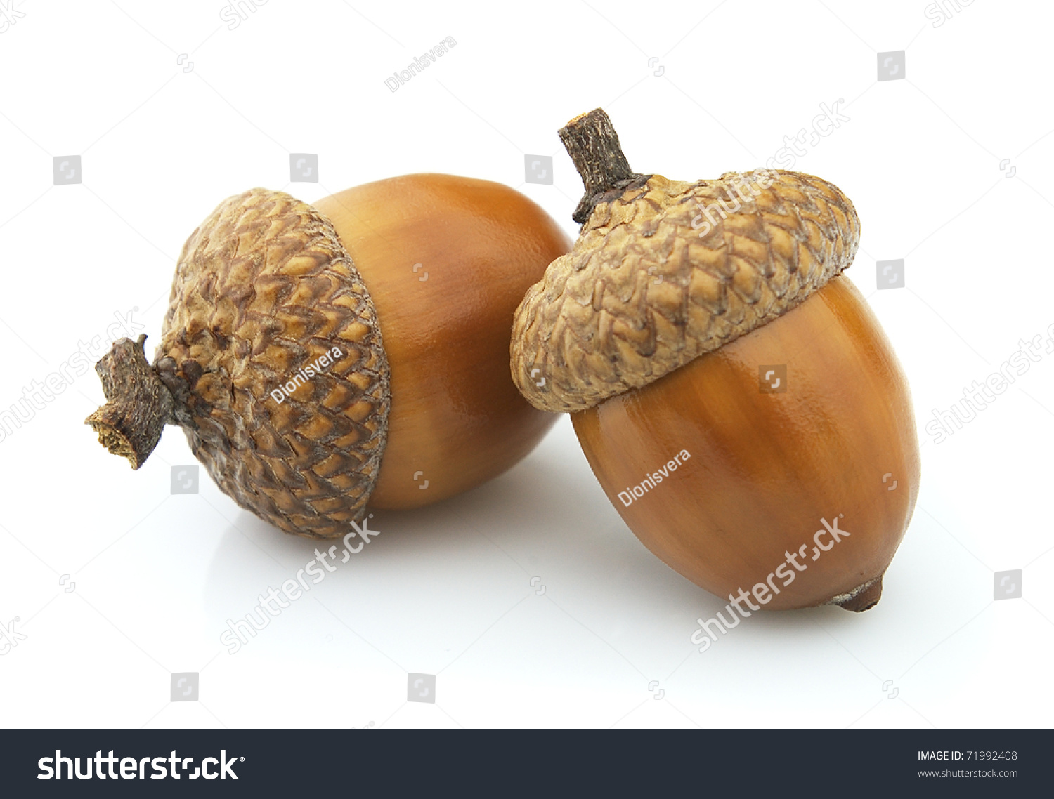 Two acorns on a white background #71992408