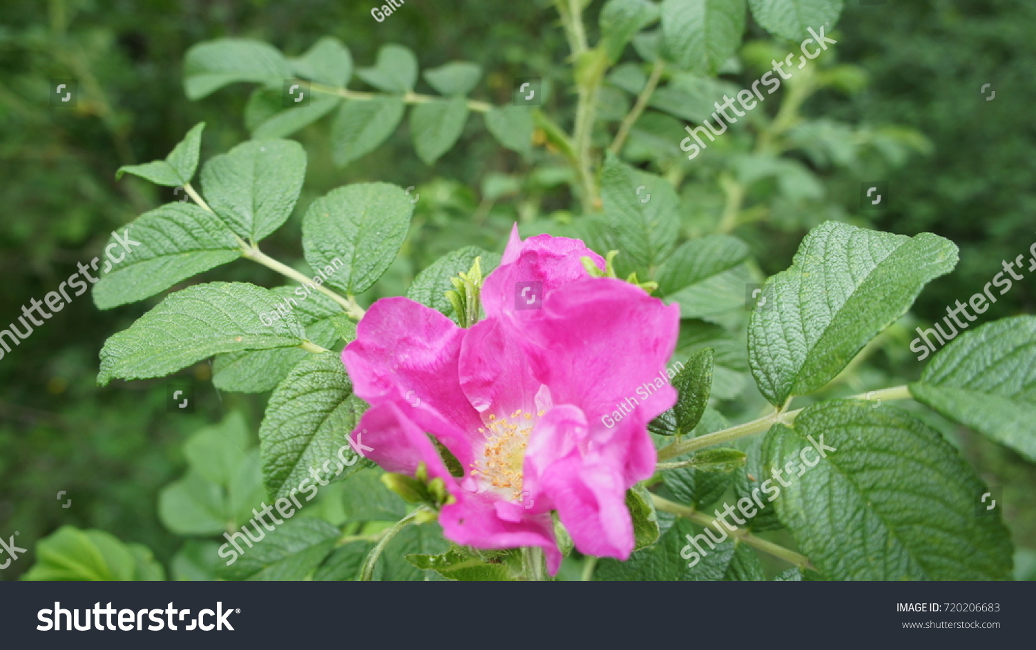 Pink Flower Rose In The Field. #720206683