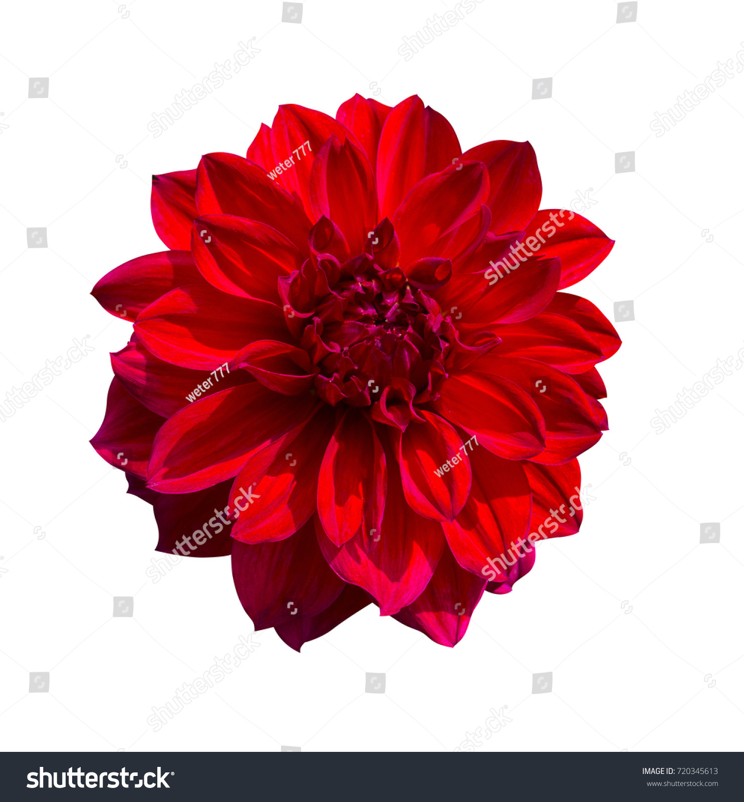 Red Dahlia flower isolated on white background #720345613