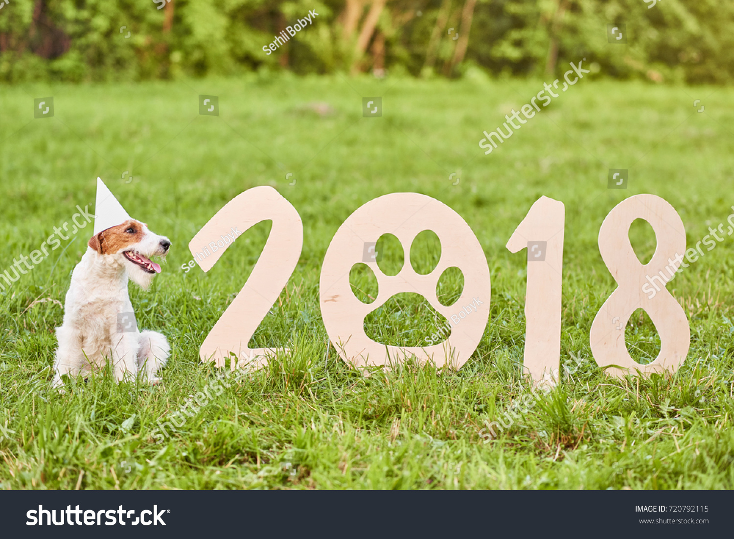 Shot of a happy young fox terrier puppy wearing party hat sitting next to 2018 wooden sing new year celebration festive greeting card nature outdoors concept.  #720792115