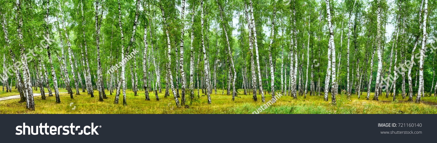 Birch grove on a sunny summer day, landscape banner, huge panorama #721160140