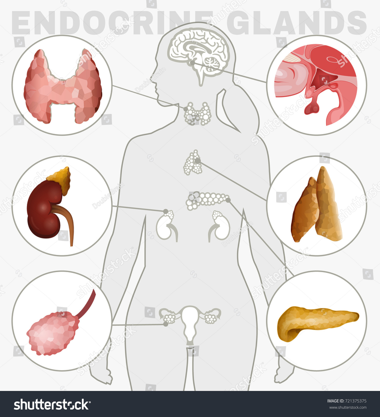 Human Anatomy Set Female Endocrine System Royalty Free Stock