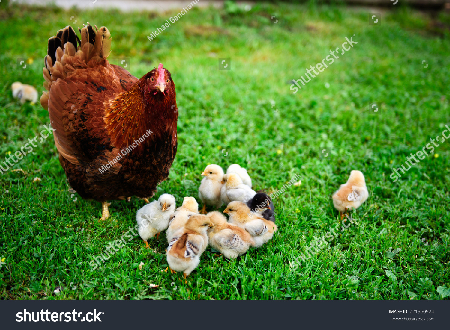 A Rhode Island Red chicken near baby chicks on the grass #721960924