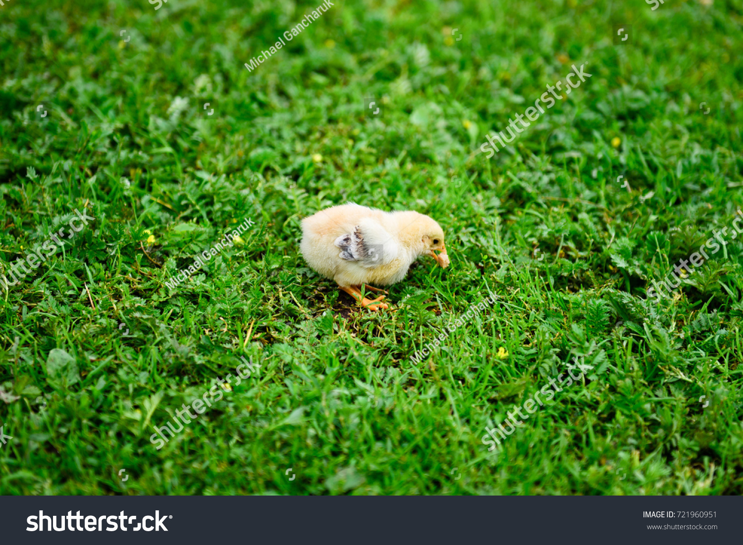 A baby chicken eating on the grass #721960951
