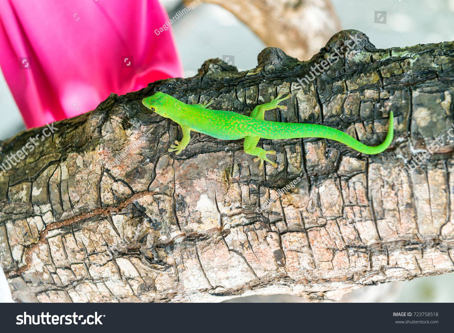 Green colourful Gecko on a tree in Seychelles. #723758518
