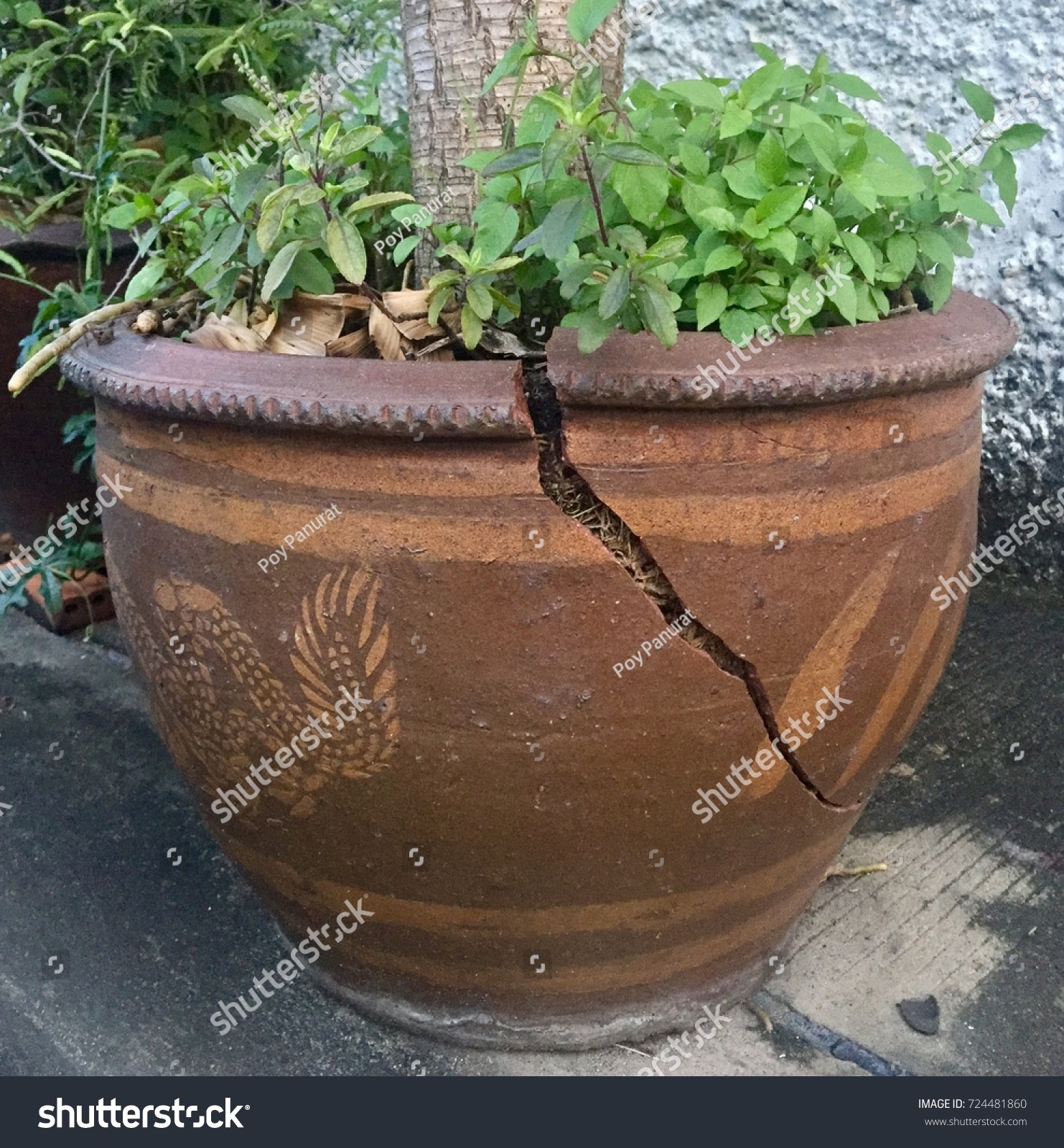 The Pot is Broken Because the Plants and the Tree inside Grow Faster and Over Size. #724481860