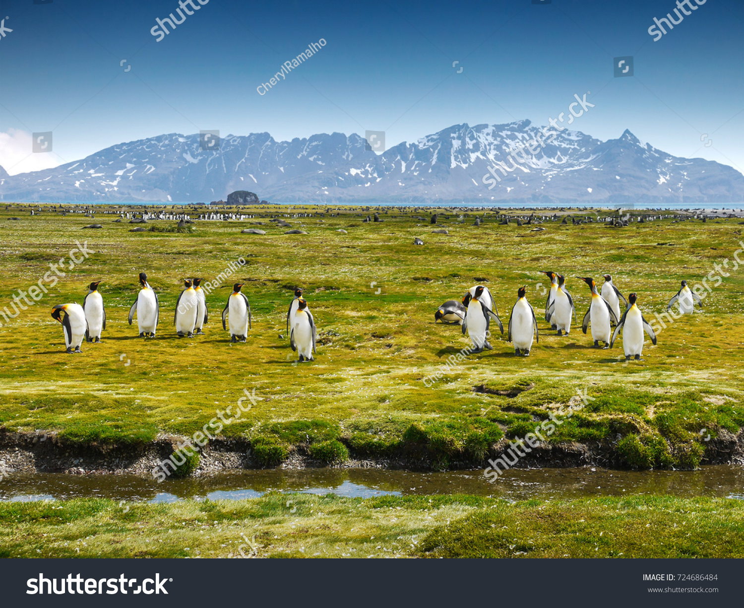 Wide view of South Georgia Island landscape and nature with a group of king penguins walking and preening on the green grasses and lichens of Fortuna Bay, snow-capped mountains in the background. #724686484