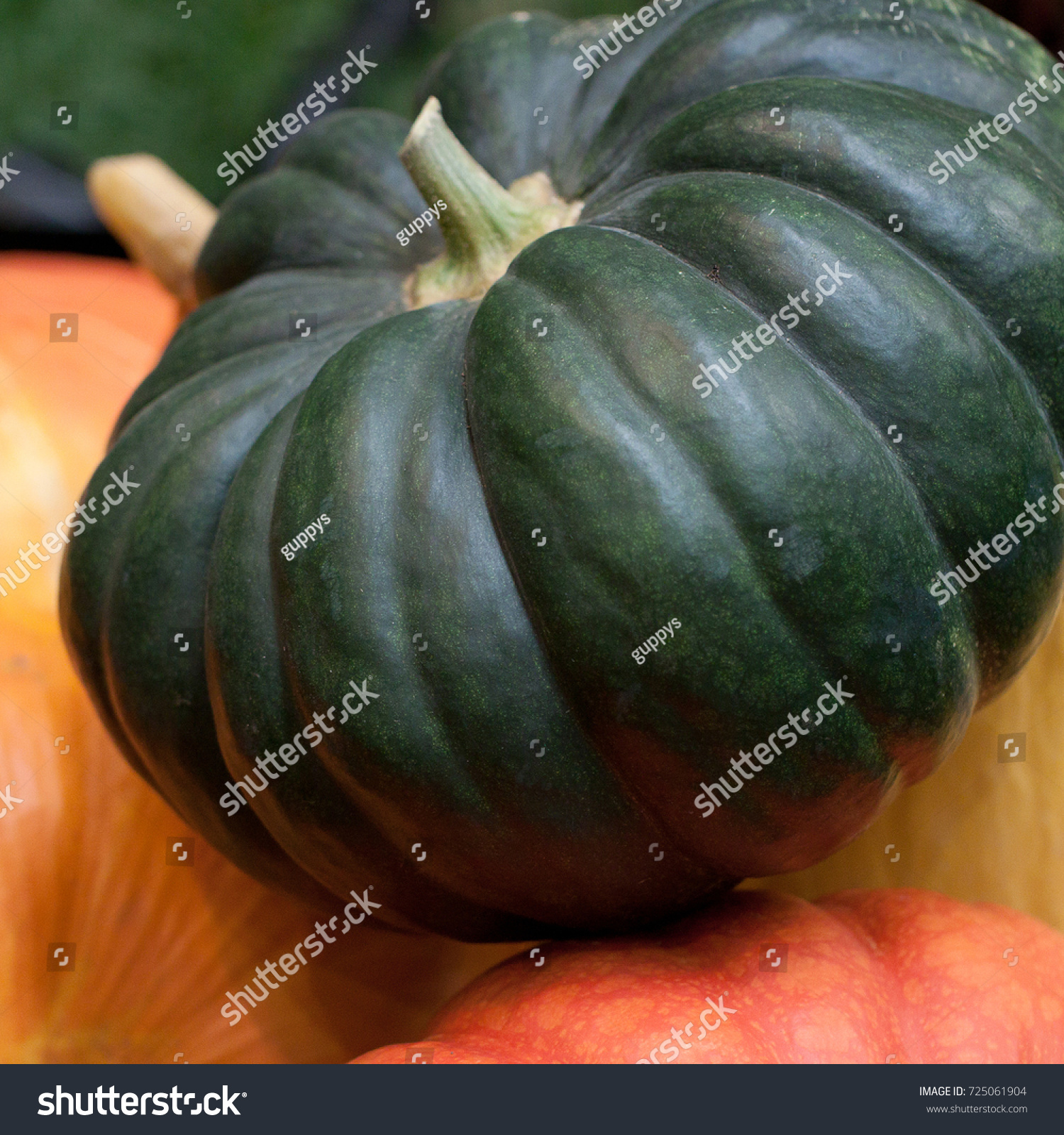 harvest of beautiful pumpkins of different varieties and colors #725061904