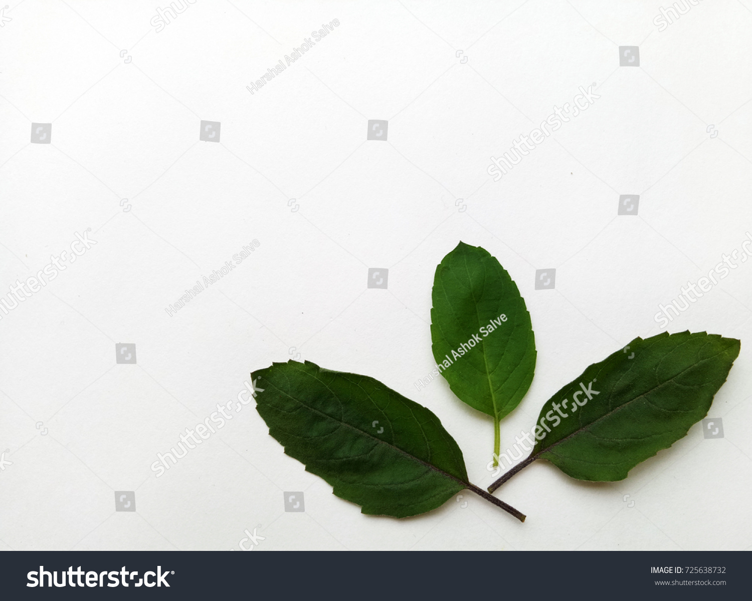 Basil Leaves  #725638732