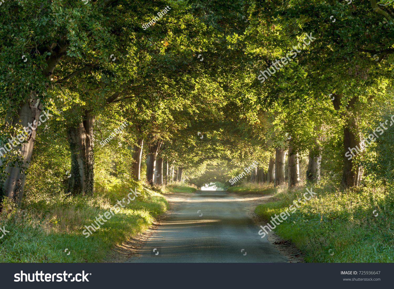 Tree arches across a rural country lane showing nature and roads living in harmony. Sunrise light glowing under the canopy and branches. Tree trucks reflecting the warmth of the morning sun.  #725936647