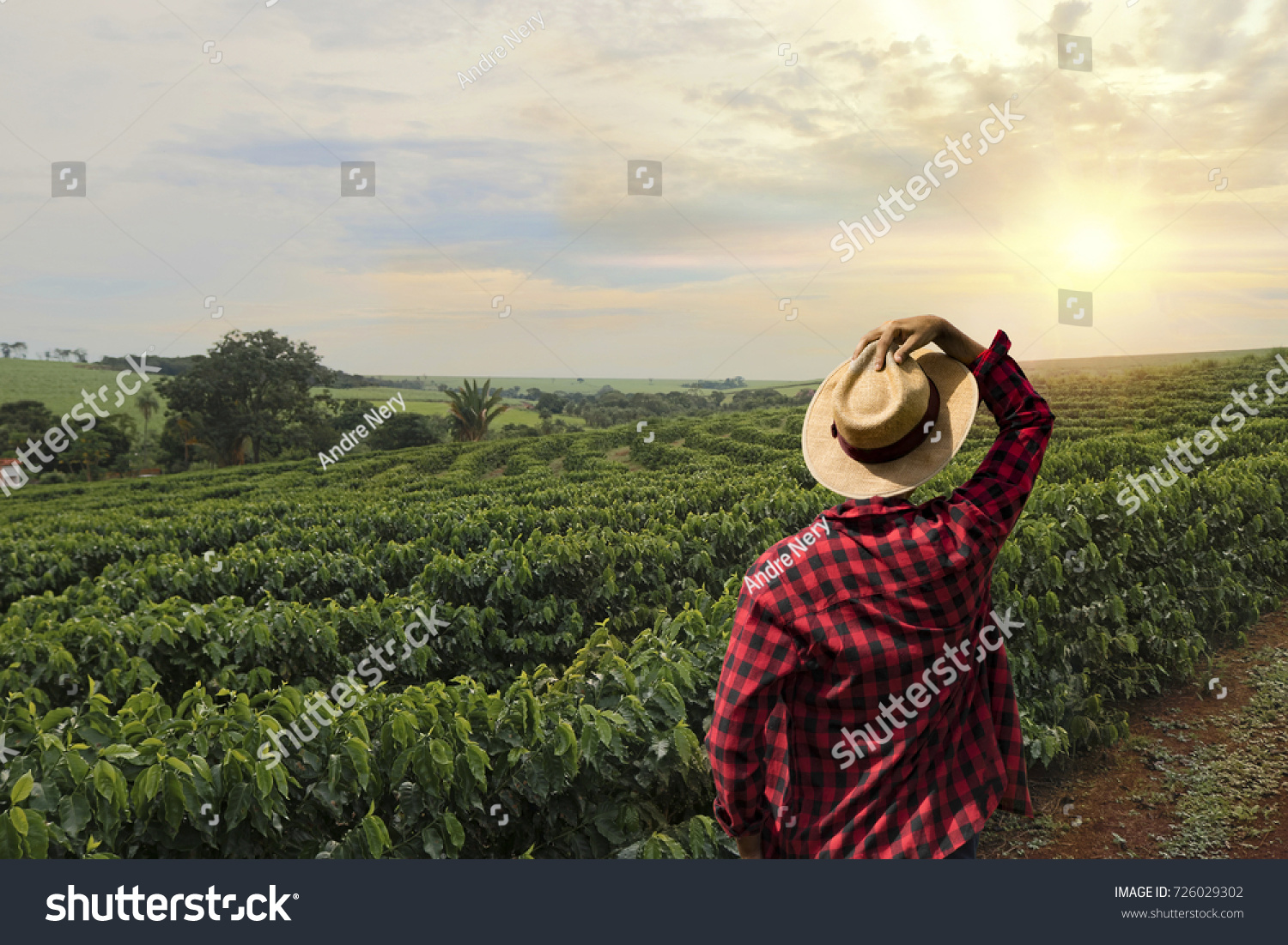 Farmer working on coffee field at sunset outdoor #726029302
