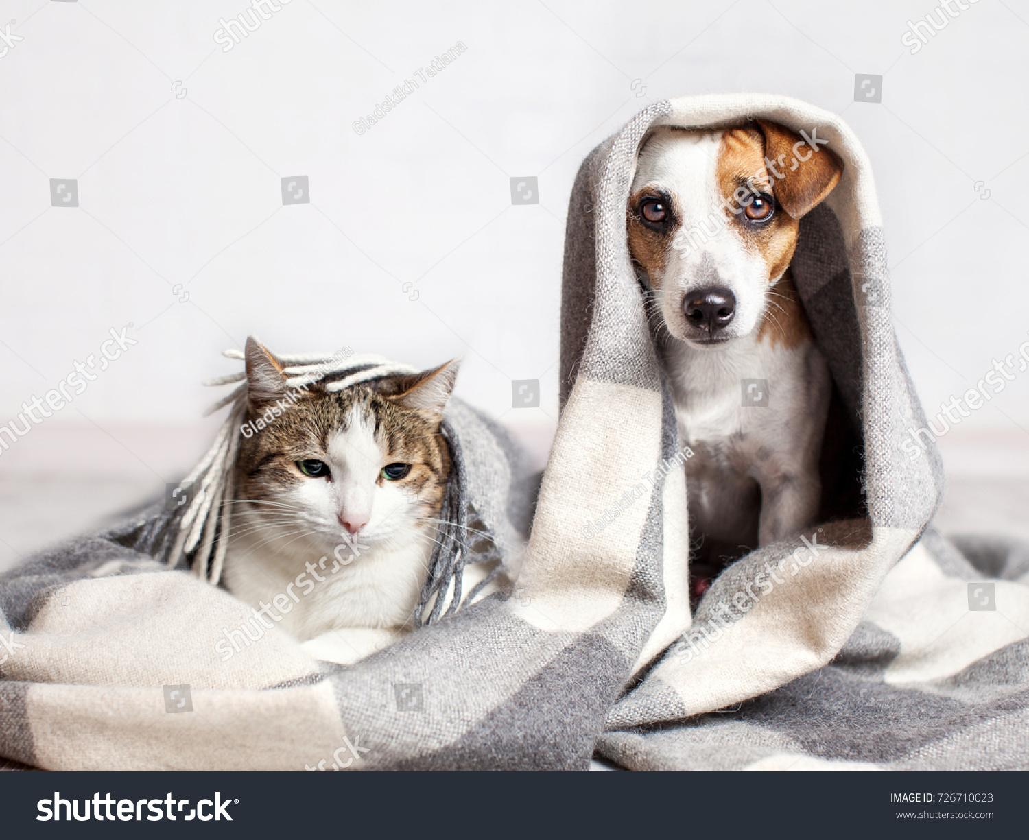 Dog and cat under a plaid. Pet warms under a blanket in cold autumn weather #726710023