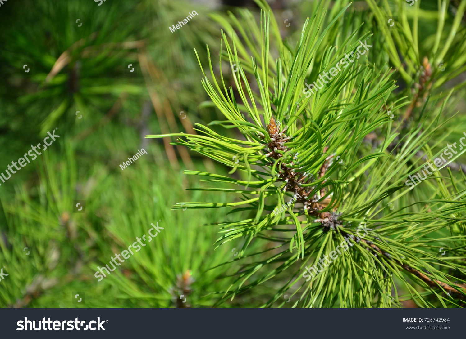 Green spruce branch in Sunny weather in the daytime outdoors. Floral background image with blurred background #726742984