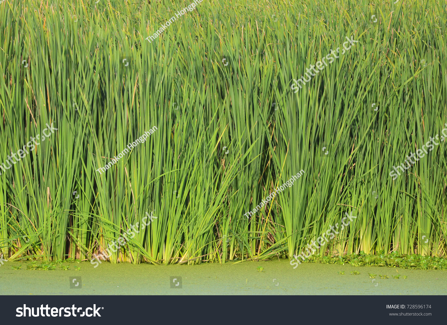 A lot of stems from green reeds. Unmatched reeds with long stems #728596174