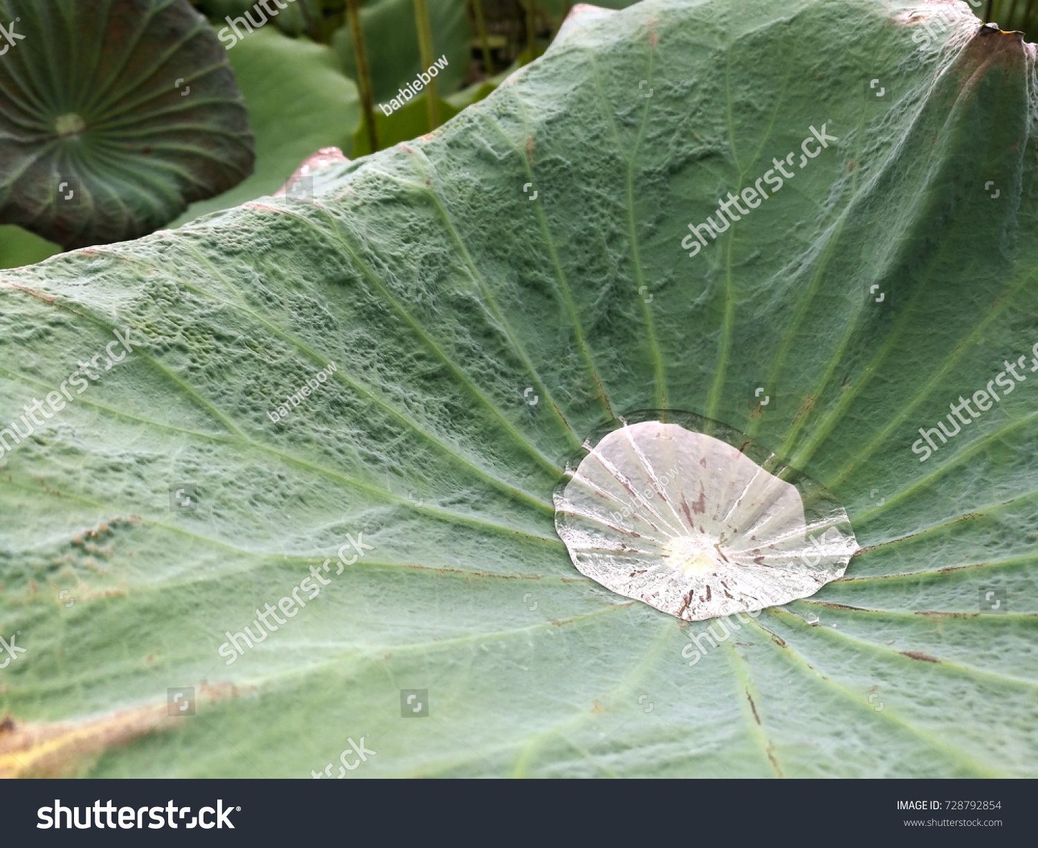water drop on the lotus leaf #728792854