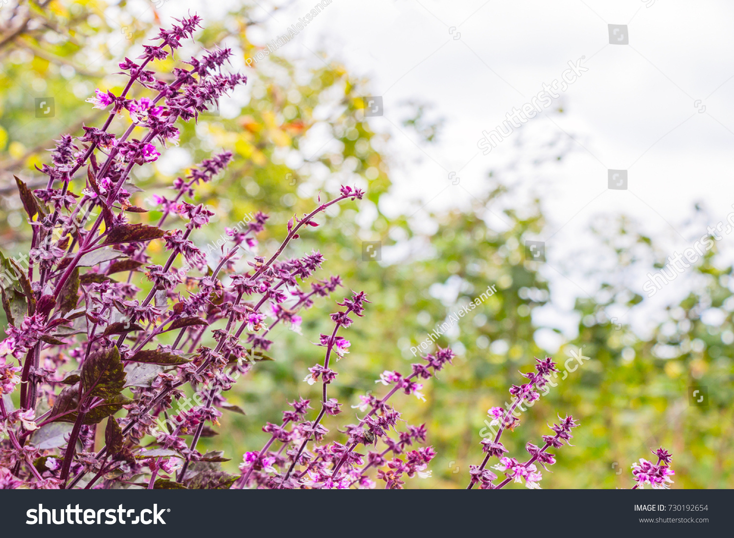 Purple basilic in the garden. Ocimum basiliicum #730192654