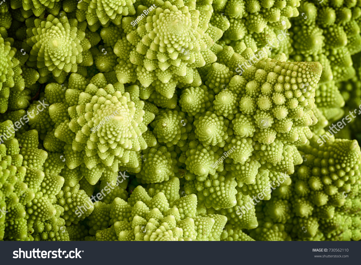 Romanesco broccoli vegetable represents a natural fractal pattern and is rich in vitimans. First documented in Italy originating from the Brassica oleracea family. Close up view of the fractal spirals #730562110